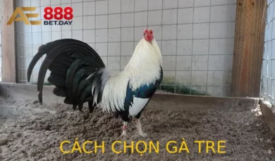 Cách chọn gà tre tốt nhất 2023 cho anh em tham khảo